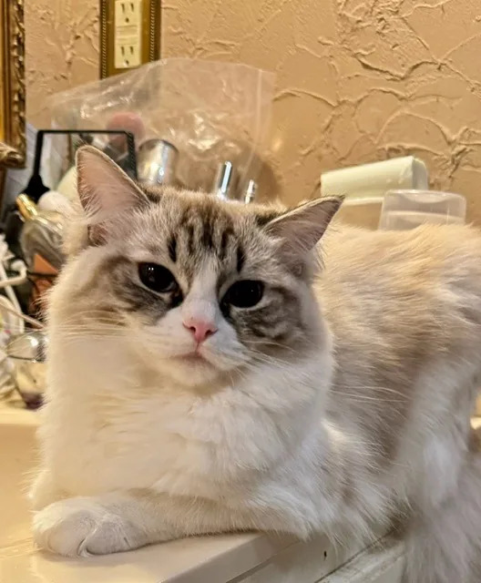 Betty White, a Ragdoll cat from the Redi Freddie’s photo archive