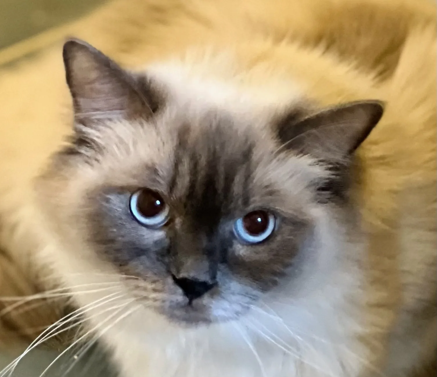 Hettie, a Ragdoll cat from the Redi Freddie’s photo archive