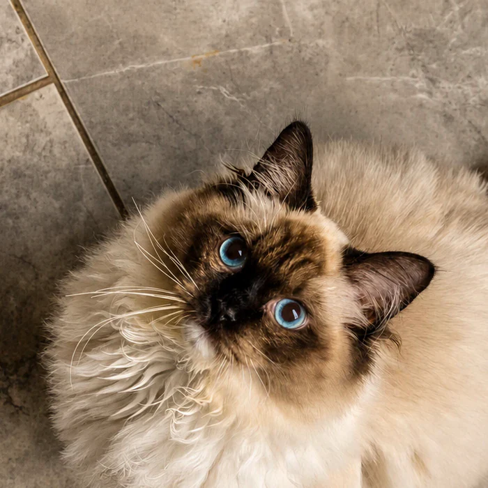 Close-up portrait of Hank with bright blue eyes