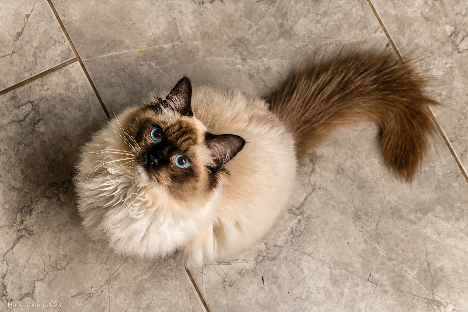 Hank, a blue-eyed Ragdoll, looking up at the camera