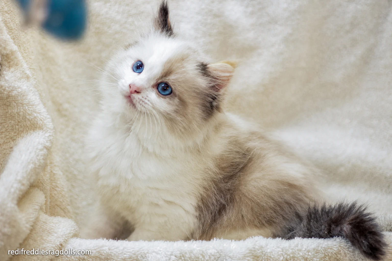 Blue-eyed Ragdoll kitten resting on a cream blanket