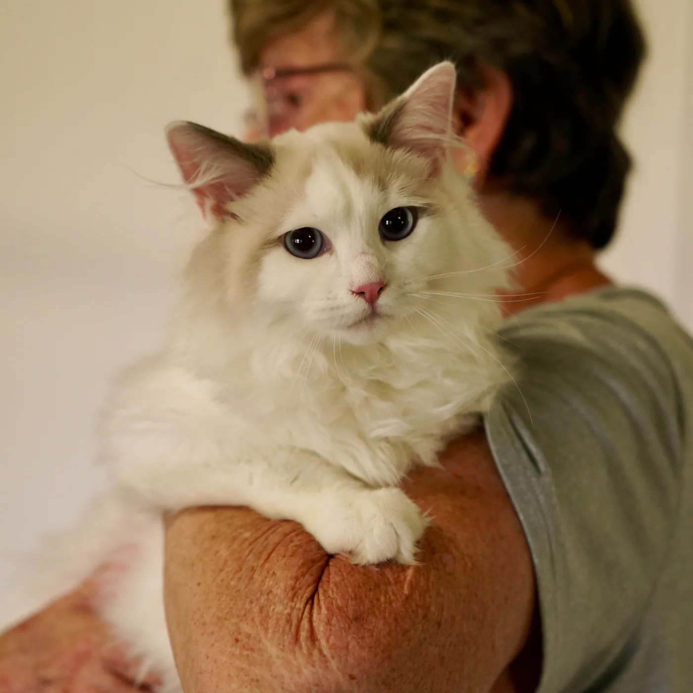 A blue-eyed Ragdoll being held at home