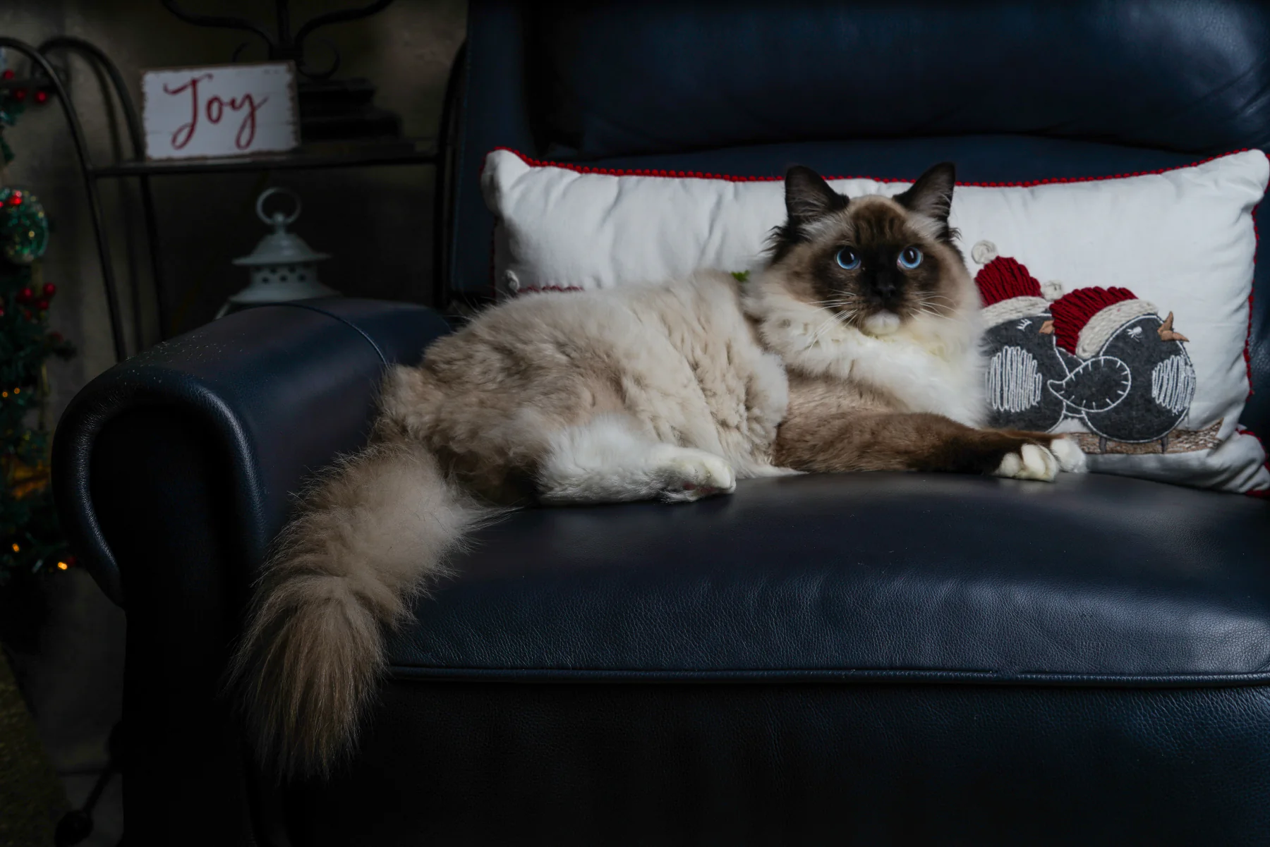 Blue-eyed Ragdoll resting on a black chair beside a holiday pillow