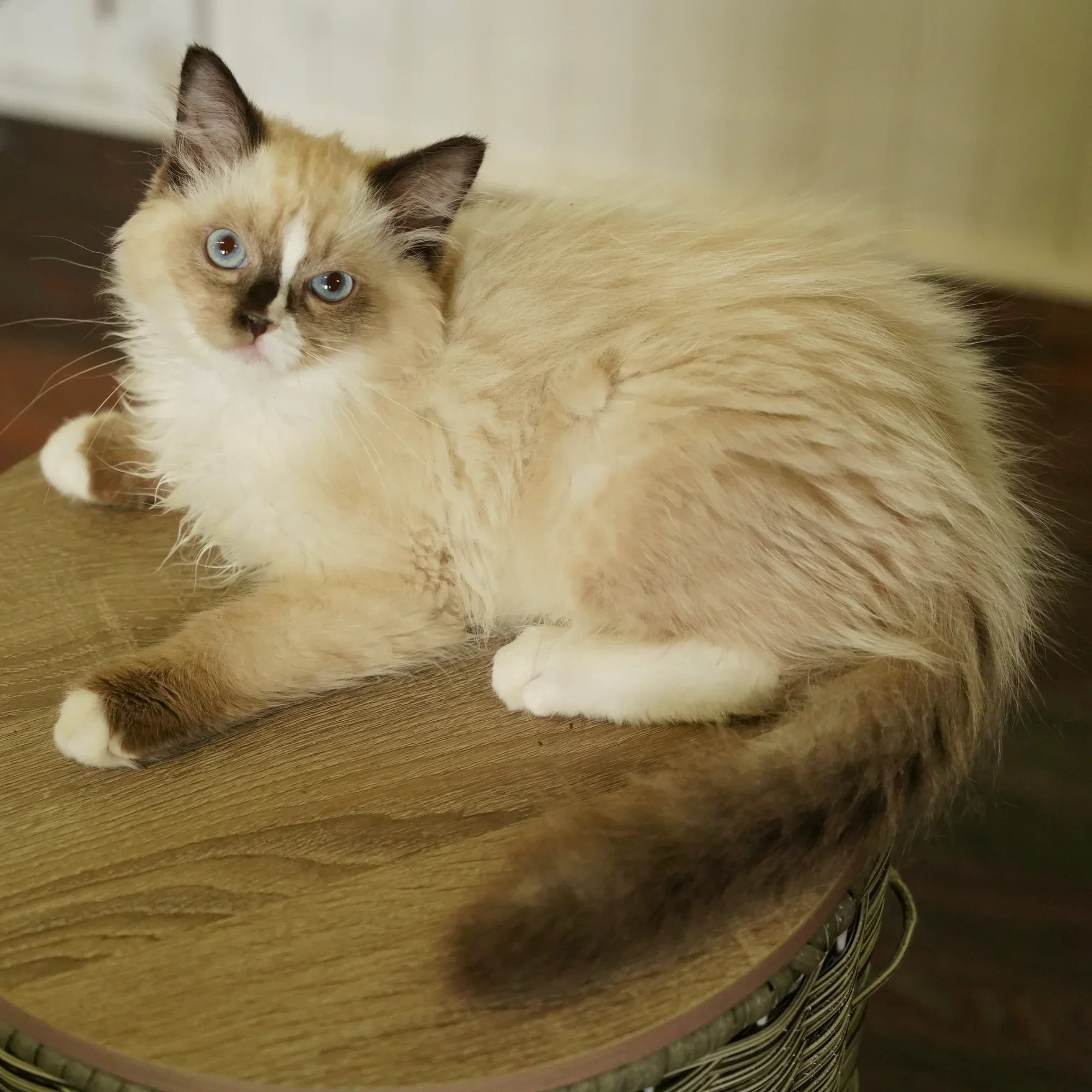 Dillon, a Ragdoll kitten