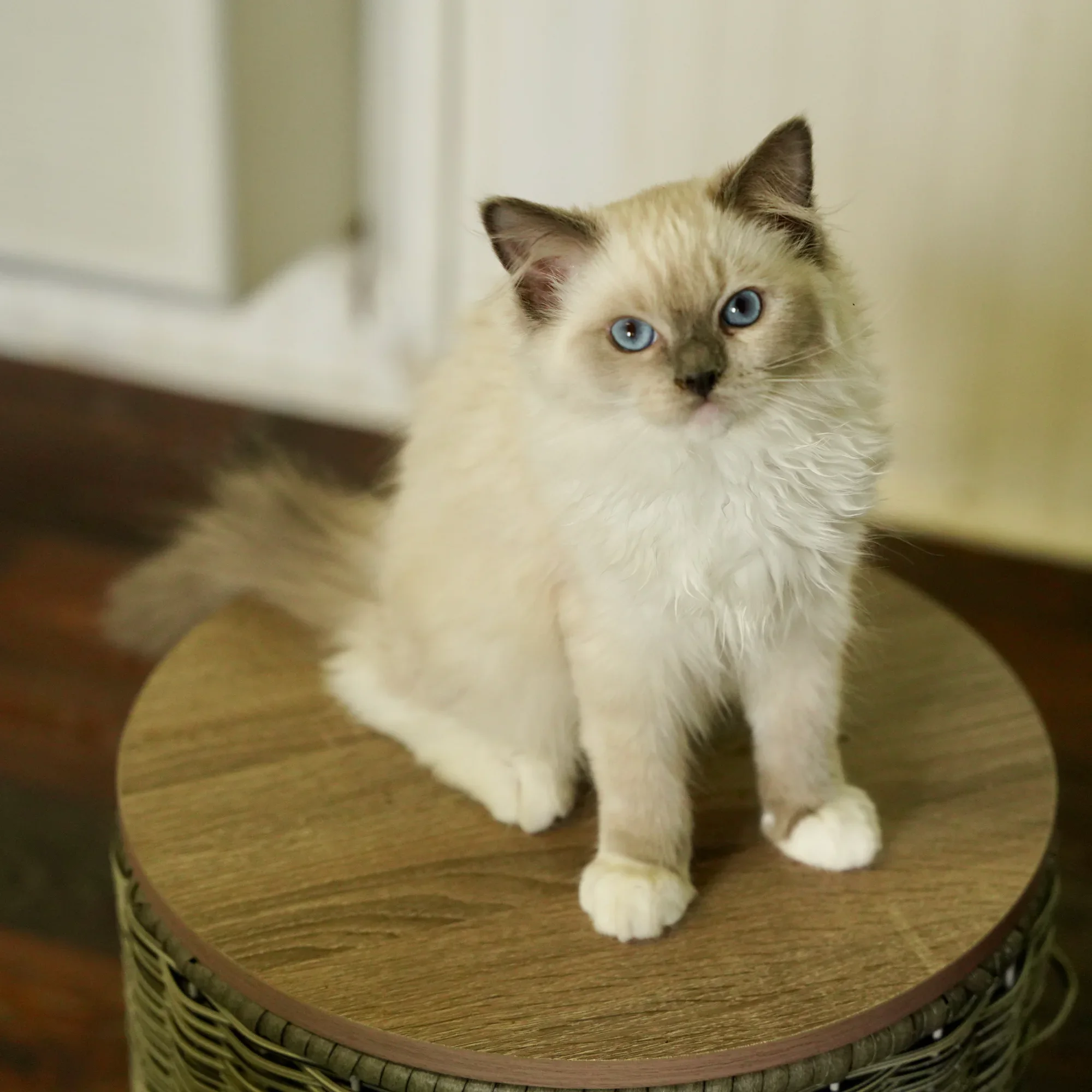 Maggie, a Ragdoll kitten