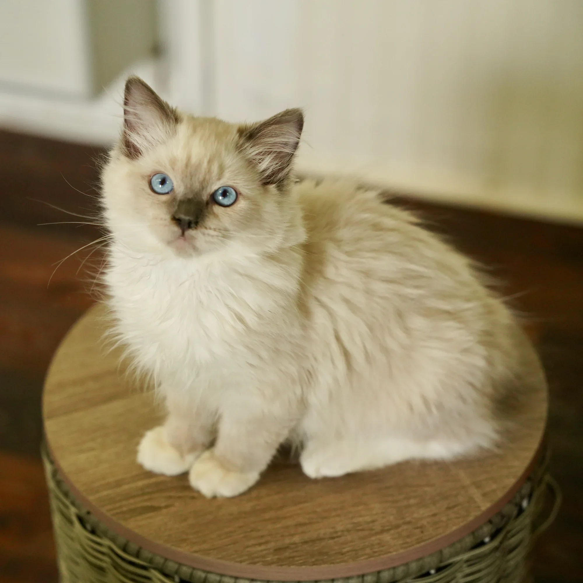 Lincoln, a Ragdoll kitten