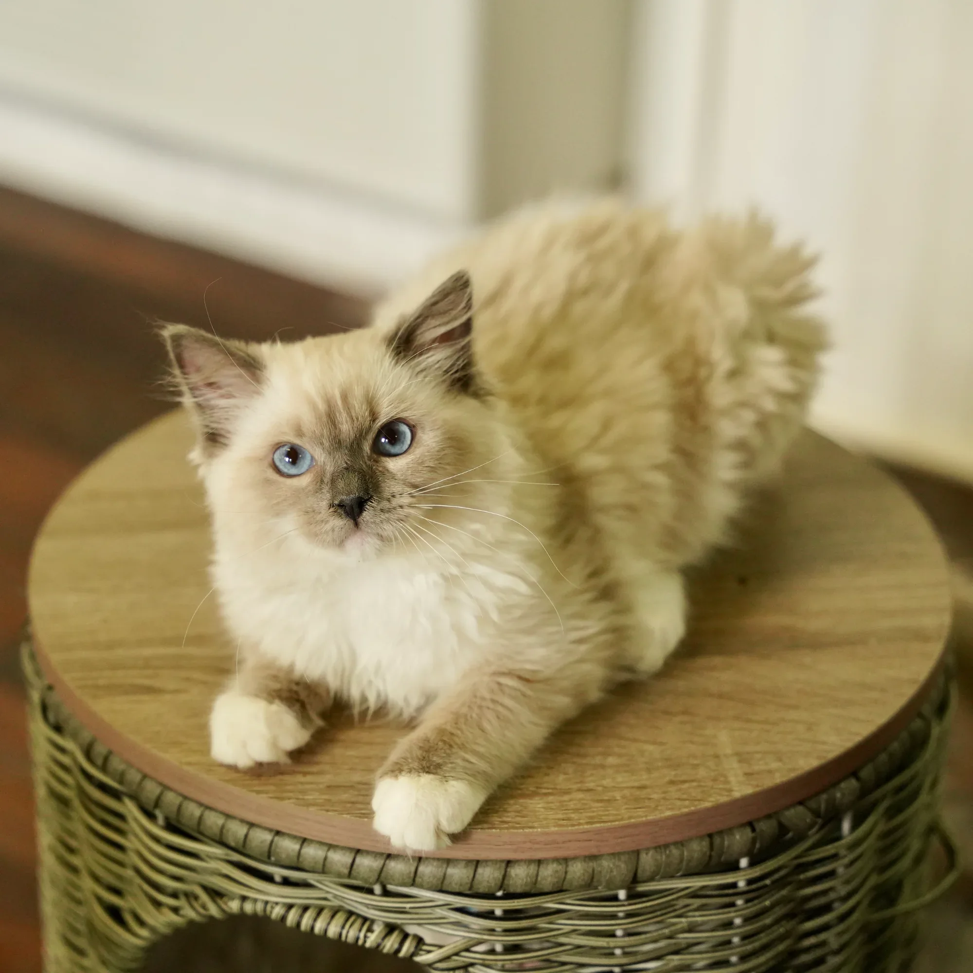 Leonard, a Ragdoll kitten