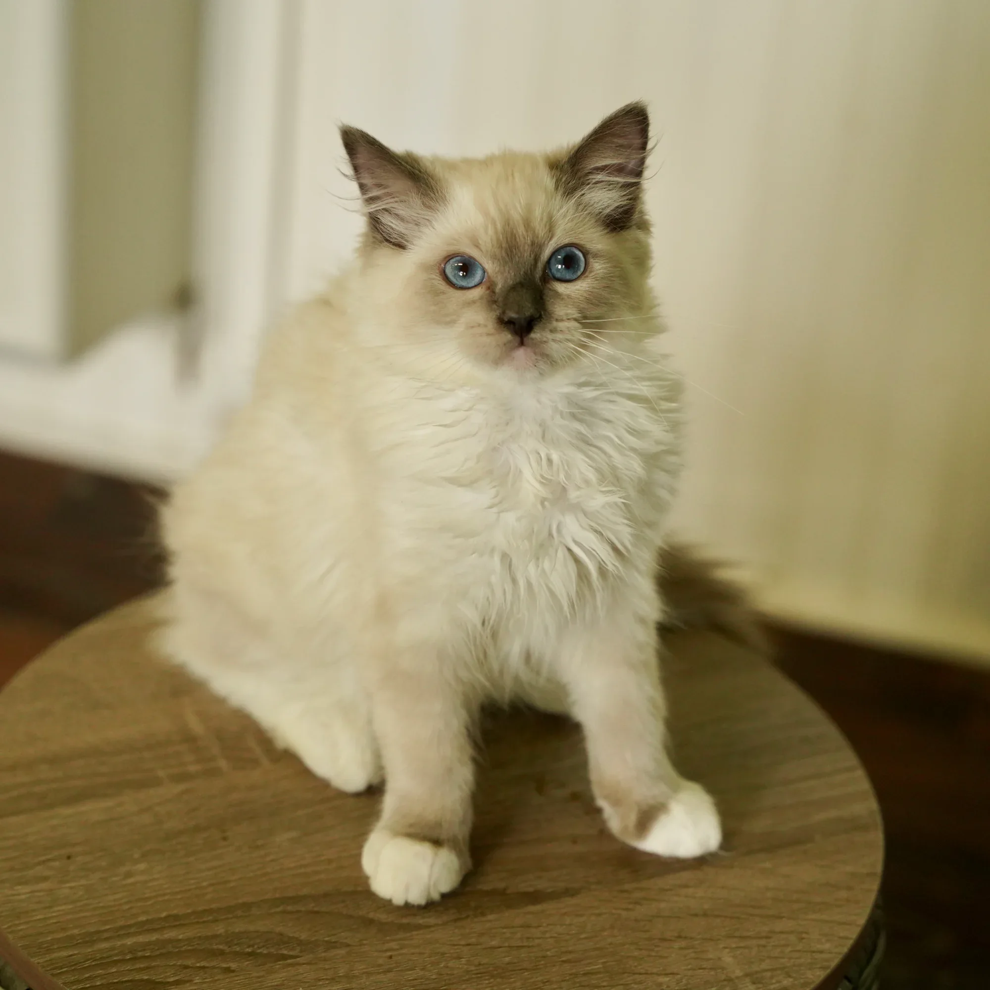 Mollie, a Ragdoll kitten