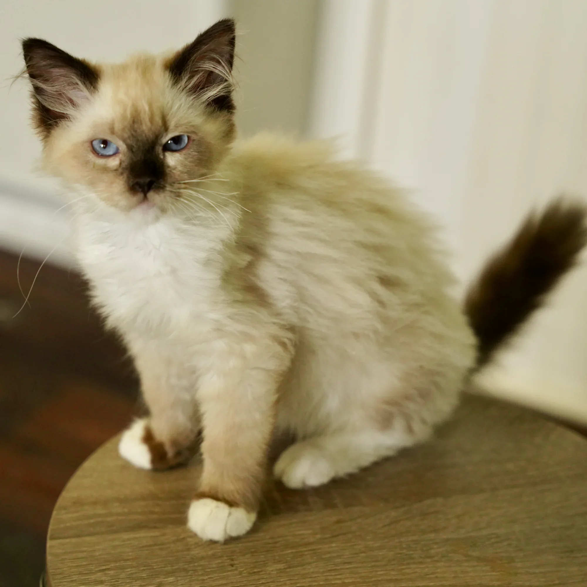 Tater Bug, a Ragdoll kitten