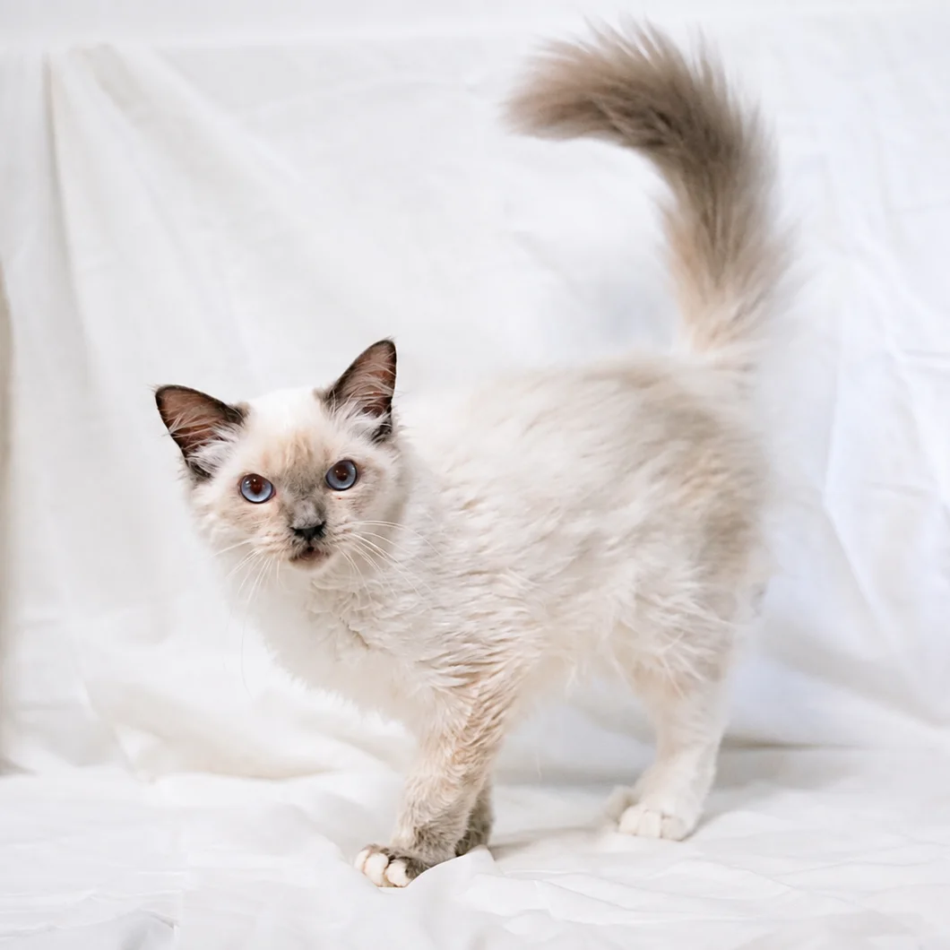 Kitten 3, a Ragdoll kitten