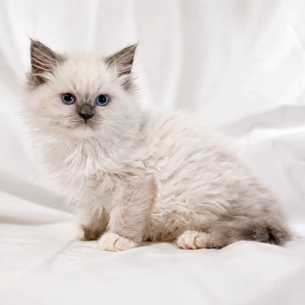 Kitten 2, a Ragdoll kitten