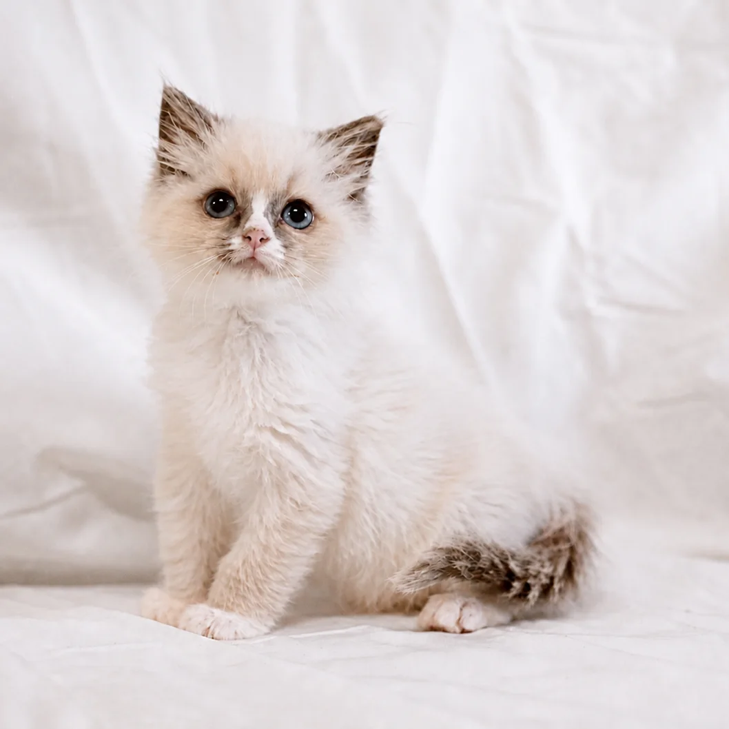 Kitten 1, a Ragdoll kitten